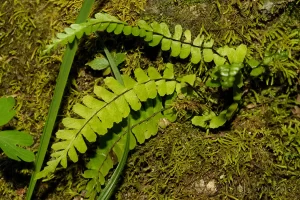 Single-sorus Spleenwort