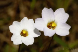 Small Butterwort Flowers