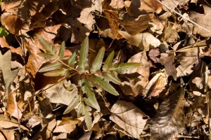 Southern Grape Fern