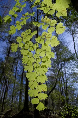 Southern Maidenhair Fern