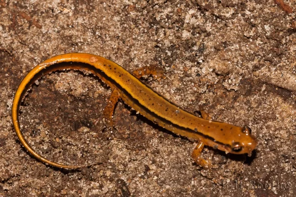 Southern Two-lined Salamander