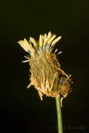 Southern Umbrellasedge