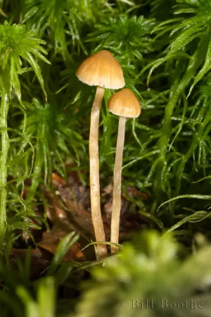 Sphagnum Bog Galerina Mushrooms