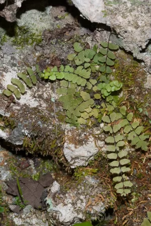 Spleenwort