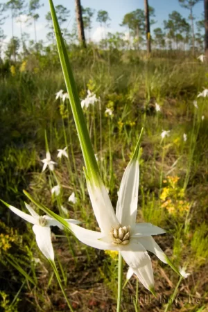 Starrush Whitetop