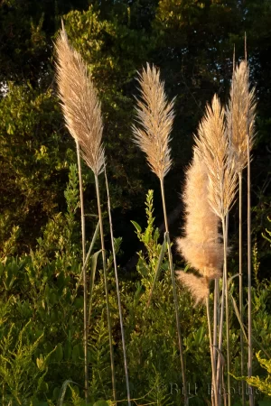Sugarcane Plumegrass