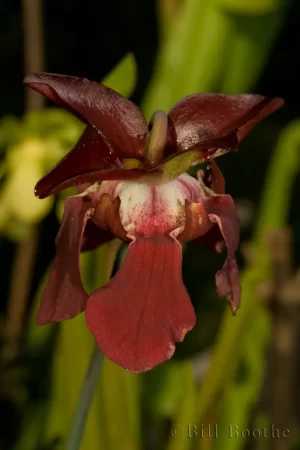 Sweet Pitcherplant