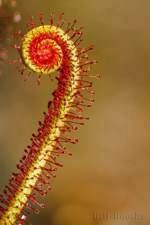 Drosera filiformis