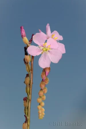 Tracy's Dewthreads Flower