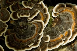 Turkey-tail or False Turkey-tail