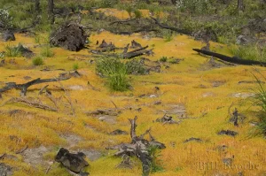 This yellow moss covered several acres of a recently burned area. It totally disappeared from view within a few days.