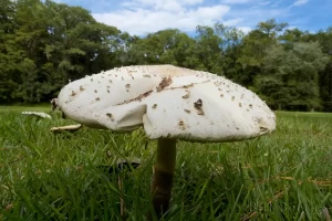 View of a Mushroom from a Toad or Insect Perspective