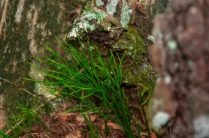 Whisk-fern