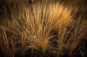 Wiregrass with Seeds