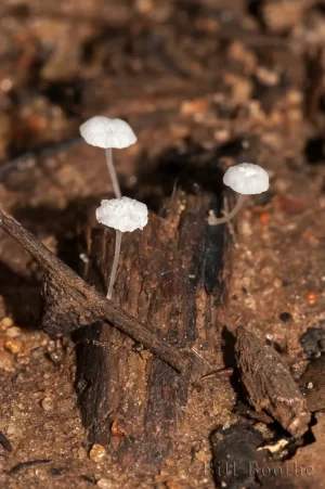 Woodland Mushroom