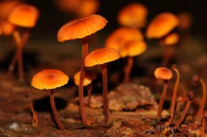 Xeromphalina Mushrooms