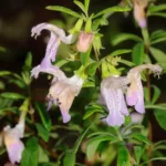 etonia false rosemary conradina etonia 2