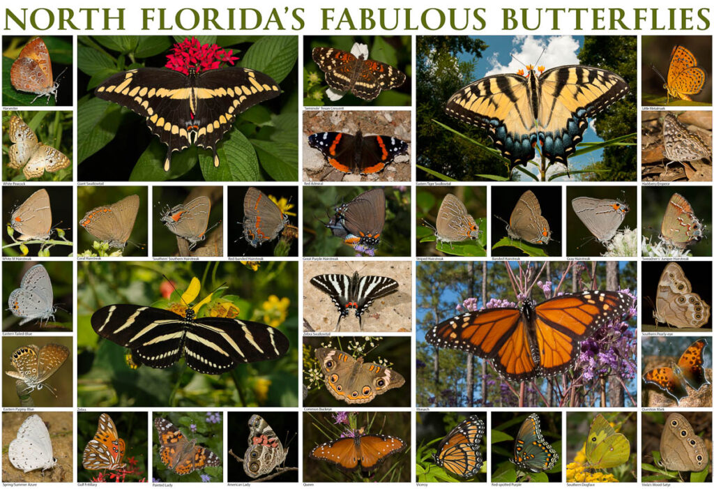fabulous butterflies print 1