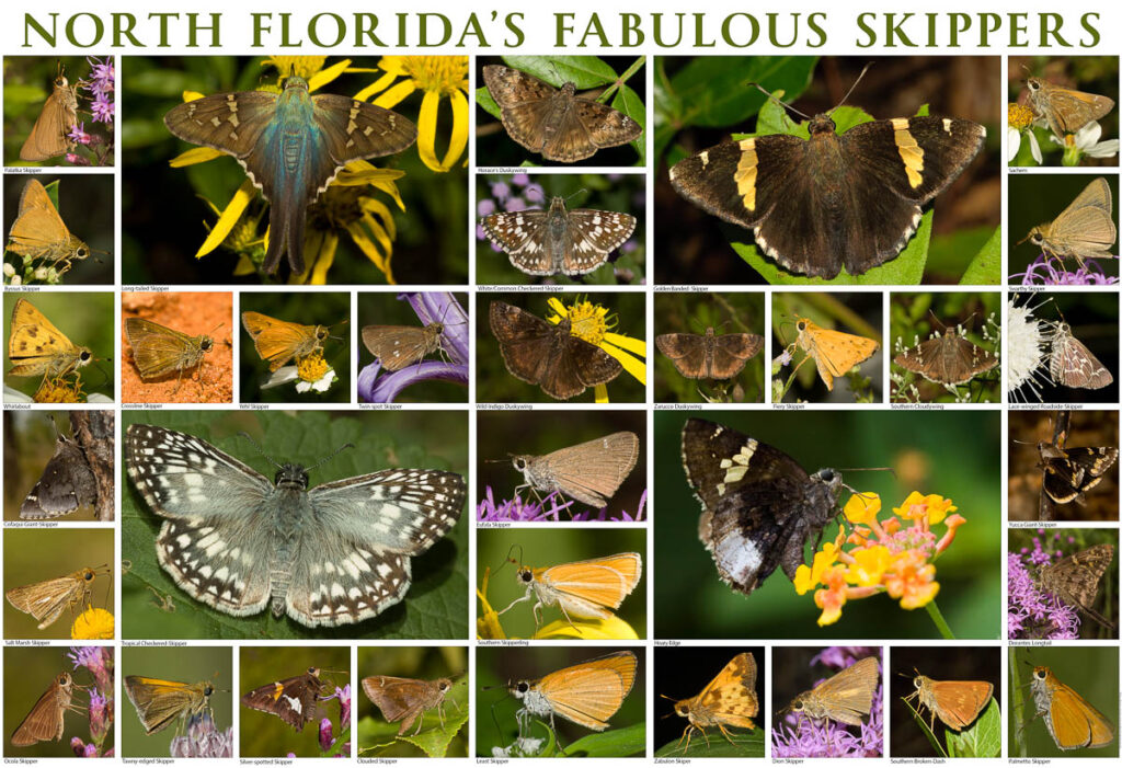 fabulous skippers print 1