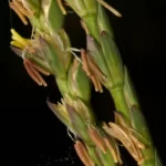 fakahatchee grass tripsacum dactyloides