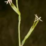 false aloe manfreda virginica