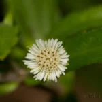 false daisy eclipta prostrata