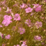 false foxglove agalinis sp 2