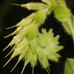 false gromwell lithospermum virginianum