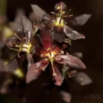 false hellebore veratrum woodii 2