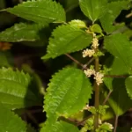 false nettle boehmeria cylindrica