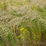 falsefennel eupatorium leptophyllum