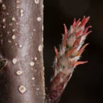 female corkwood leitneria floridana