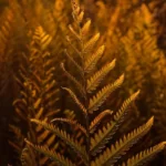 ferns in the sunset 1