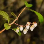 fetterbush pieris phyllyreifolia