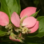 fevertree pinckneya bracteata