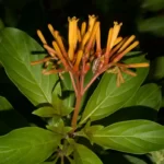 firebush hamelia patens