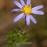 flaxleaf aster ionactis linarifolia