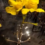 floating bladderwort utricularia inflata 2