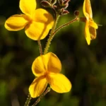 florida alicia chapmannia floridana