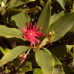 florida anise illicium floridanum