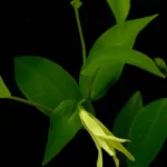 florida bellwort uvularia floridana