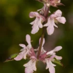 florida betony stachys floridana 2