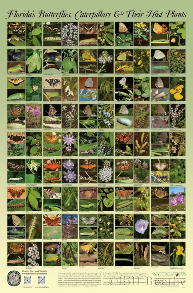 florida butterflies caterpillars and host plants print 1