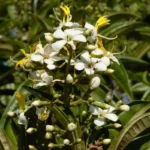 florida clover ash tetrazygia bicolor 2