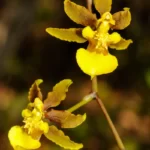 florida dancinglady orchid oncidium ensatum