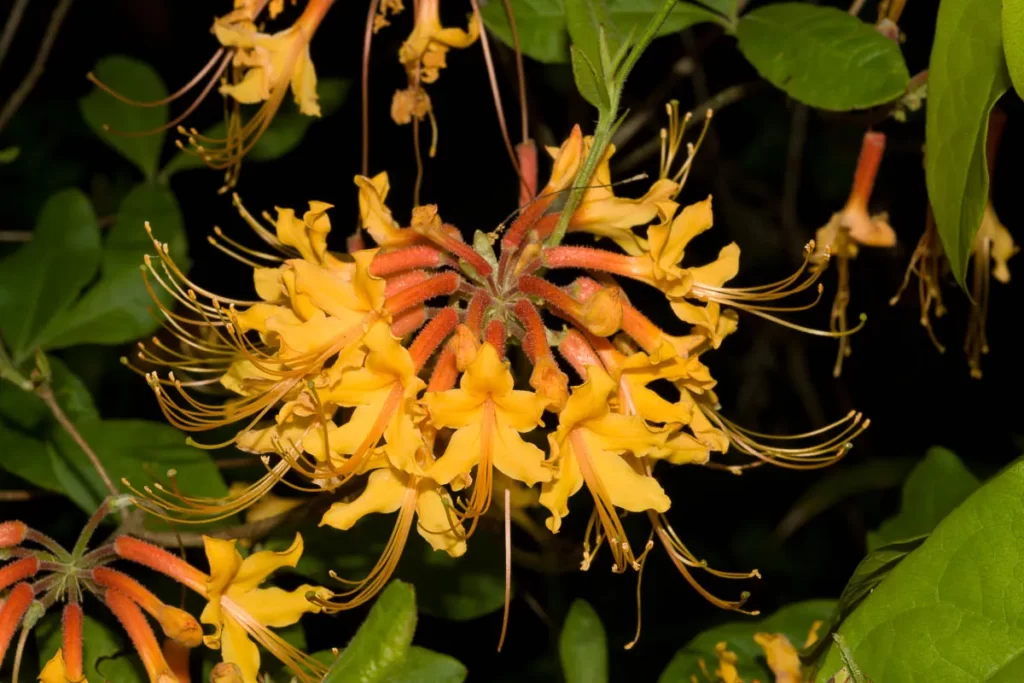 florida flame azalea rhododendron austrinum 3
