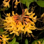 florida flame azalea rhododendron austrinum 3