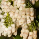 florida hobblebush agarista populifolia 2