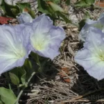 florida ladys nightcap flowers bonamia grandiflora