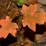 florida maple acer saccharum ssp. floridanum